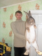 Продам кроликов - гигантов породы Немецкий Ризен