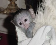 ребенка капуцин обезьян для принятия